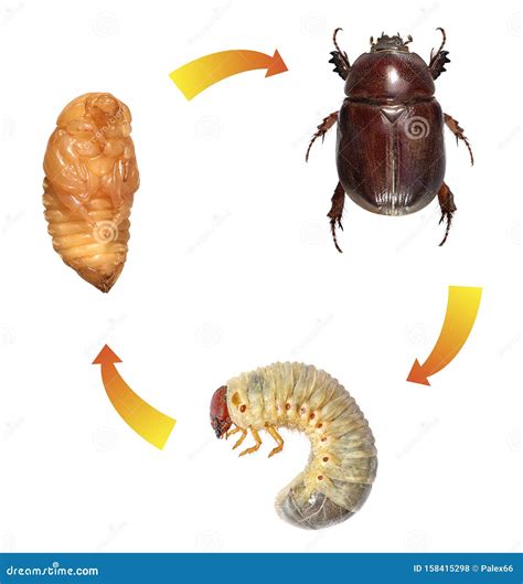 Ground Beetle Life Cycle