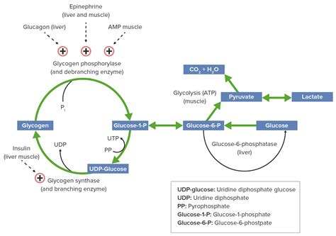 Glycogen Breakdown Pathway