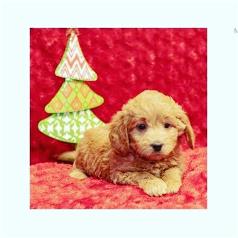 Next Day Pets (@nextdaypets) • Instagram photos and videos