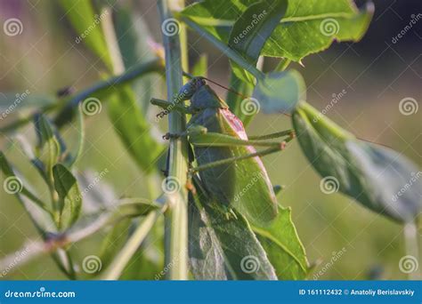 Grasshopper Green, or Grasshopper Ordinary - a Type of Insects from the ...