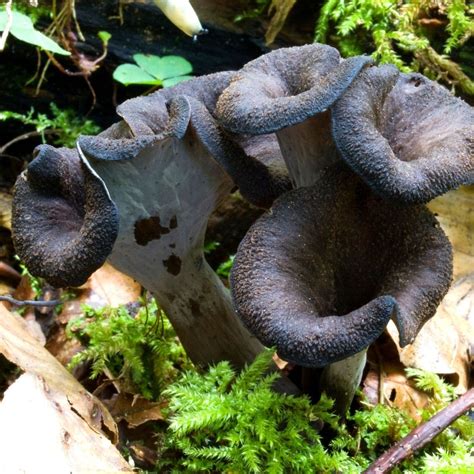 Black Trumpet - Mushroom Appreciation