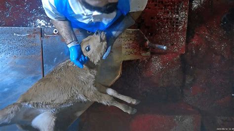 Help spare animals from suffering in slaughterhouses | Animals Australia