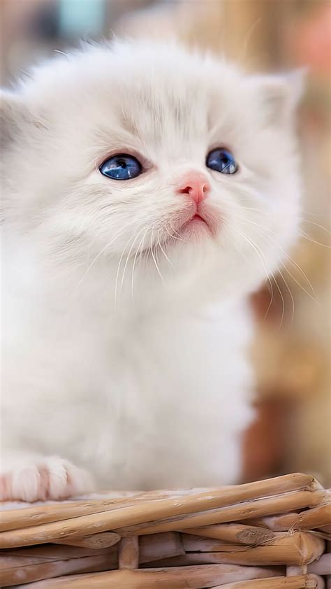 Cute You Dont Know My Password Wallpaper