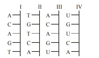 Strand X in the diagram shows a small part of a nucleic acid molecule ...