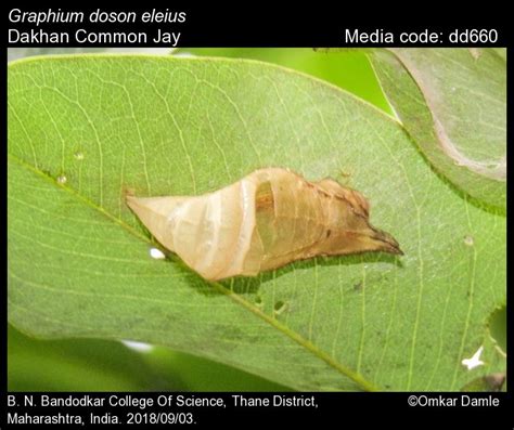 Graphium doson | Butterfly