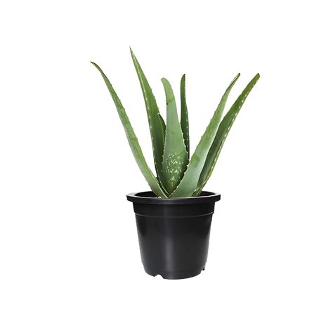Buy Aloe Vera Plant - Indoor Greenery Medicinal Special