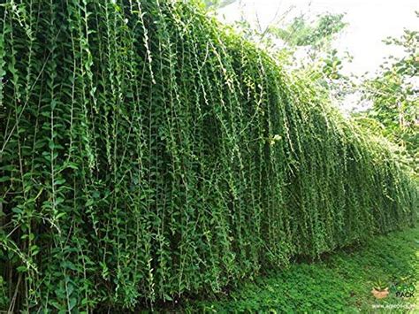 Creative Farmer Curtain Creeper, Vernonia Parda Bel Exotic Plant ...