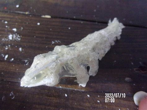 Image result for What Is Like a Toothpick