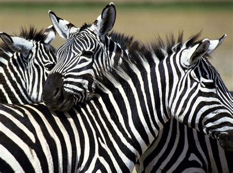 Image result for Zebra Background
