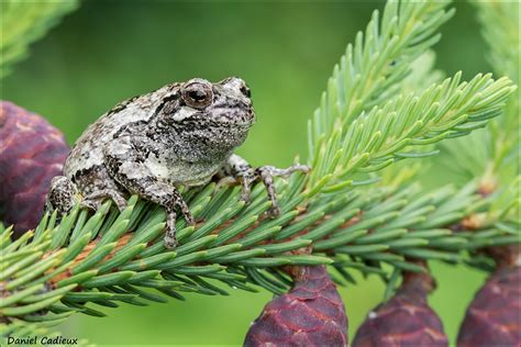 Image result for Common Gray Tree Frog