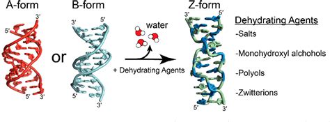Image result for Z-DNA Function