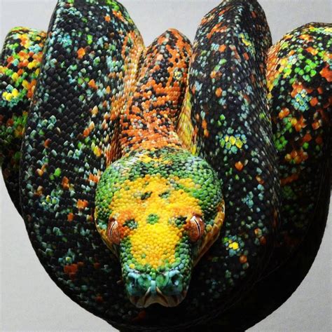 Image result for Green Tree Python