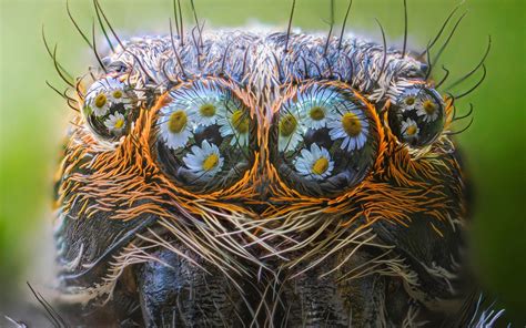 Seeing The World Through A Spider’s Eyes: Close Up Of Jumping Spider Feet