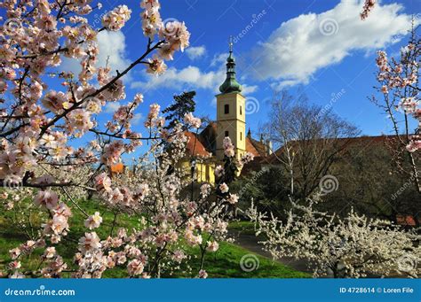 Prague Church in Springtime Stock Photo - Image of cherry, spring: 4728614