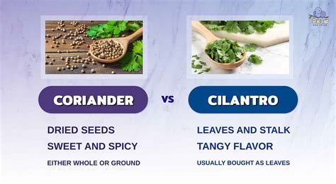 Coriander vs. Cilantro: 3 Key Differences & Full Nutrition and Health ...