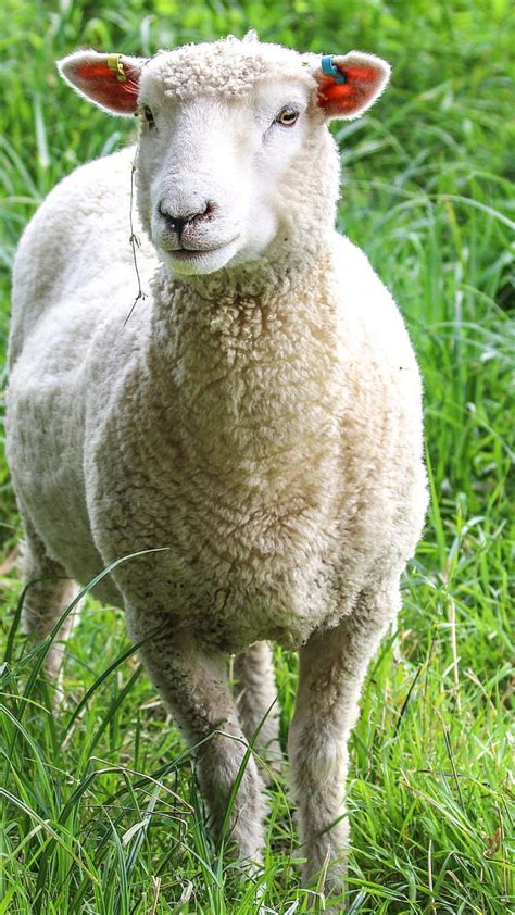 Harmless Animals | पृथ्वीवरील 'हे' निरुपद्रवी प्राणी माहित आहेत का?