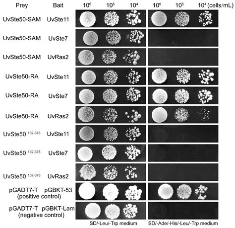 The Adaptor Protein UvSte50 Governs Fungal Pathogenicity of ...