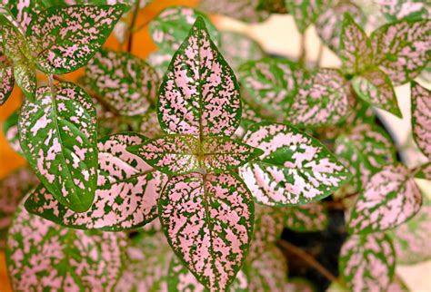 5 Tips for Caring for Your Polka Dot Plant