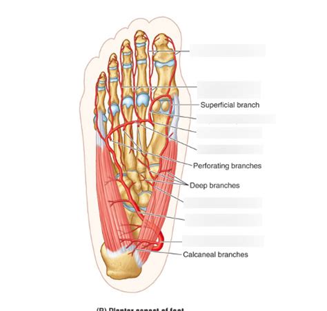 Foot Diagram 的图像结果