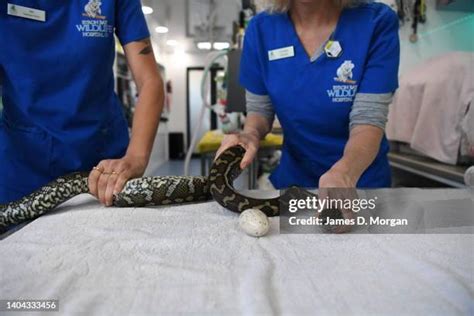 Image result for Python Snake Endoscopy