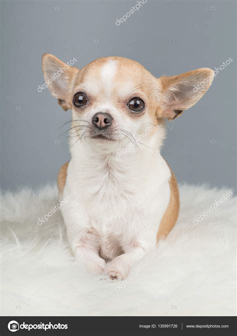 Cute Brown Chihuahuas