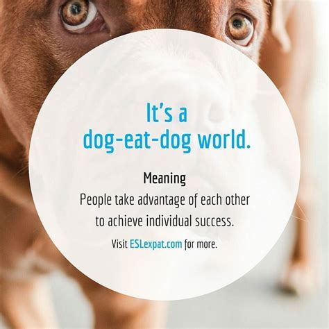 What Does Its A Dog Eat Dog World Mean
