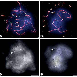 Image result for DAPI Staining 101