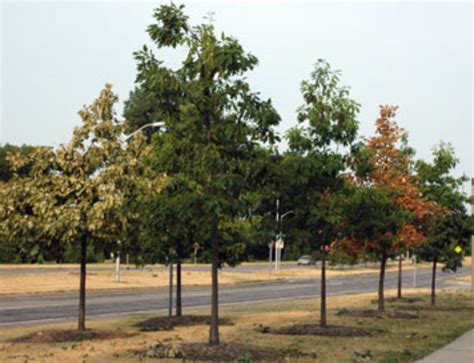 Tree Root Type 的图像结果