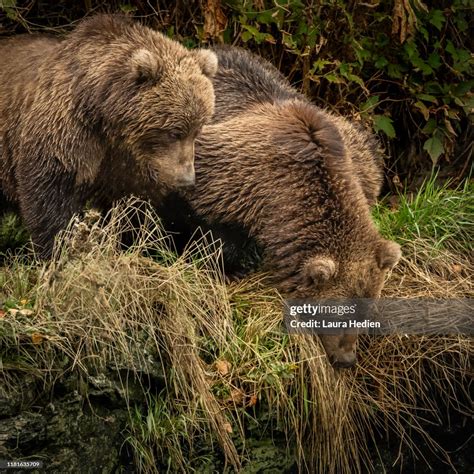 Kodiak Grizzly Bears High-Res Stock Photo - Getty Images