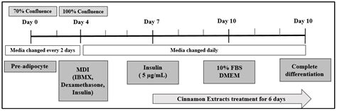 Effects of Cinnamon (Cinnamomum zeylanicum) Extract on Adipocyte ...