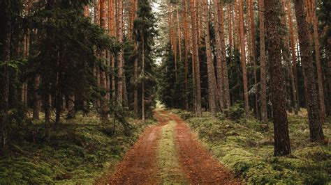 Download wallpaper 1366x768 pine, road, forest, trees tablet, laptop hd ...