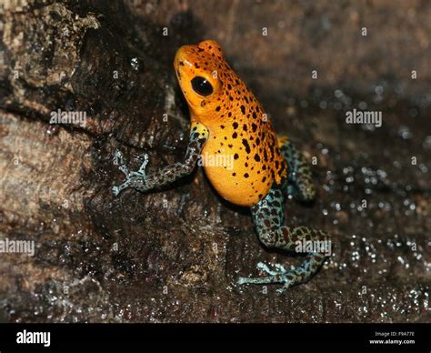 Central American Strawberry poison frog or Strawberry poison dart frog ...