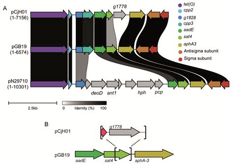 A New Variant of the aadE-sat4-aphA-3 Gene Cluster Found in a ...