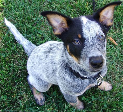 What Dog Breeds Are Blue Heelers at Odessa Mercer blog