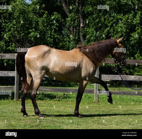 Buckskin Roan Tennessee Walking Horse Filly Stock Photo - Alamy
