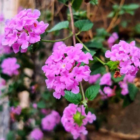 Purple Trailing Lantana Care: How To Grow Lantana Montevidensis