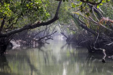 Sundarban Eco Tourism: Everything You Need to Know!