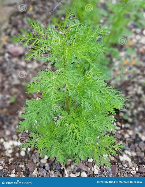 Artemisia Annua, Sweet Wormwood, Sweet Annie, Sweet Sagewort, Annual ...