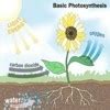 Describe the process of photosynthesis with a well labelled diagram and ...