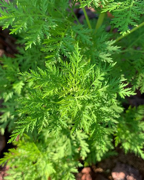 Plant FAQs: Artemisia Annua - Sweet Wormwood