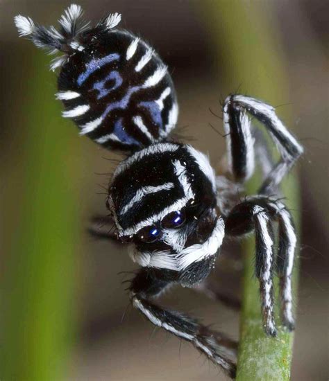 Sparklemuffin Peacock Spider