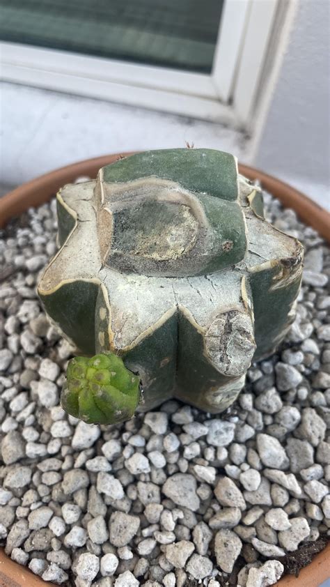 How to fix mold/mildew? : r/cactus