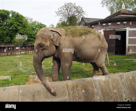 The Asian elephant, or Indian elephant, Elephas maximus is a mammal of the Proboscis order, a ...