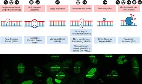 Steps to DNA Repair 的图像结果