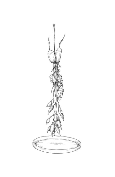 Seed-saving made easy – a practical guide