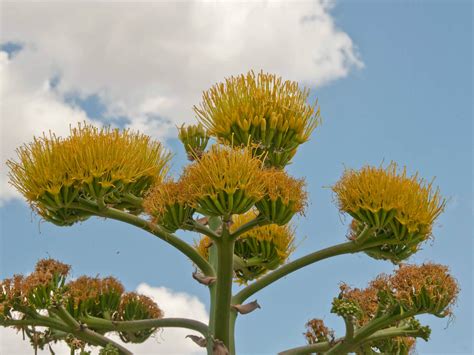 Agave Century Plant