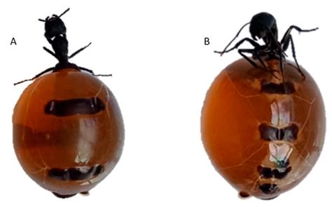 Australian Honeypot Ant (Camponotus inflatus) Honey—A Comprehensive ...