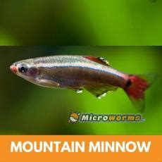 Buy Mountain Minnow Online at the Lowest Price in India - www.microworms.in