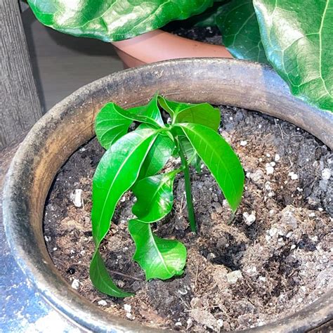 Image result for Mango Leaf Problems