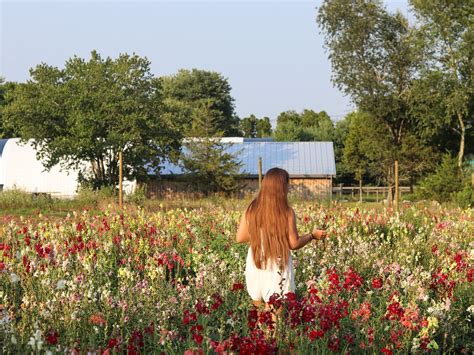 Pick Your Own Flowers at Ward's Berry Farm [07/10/25]